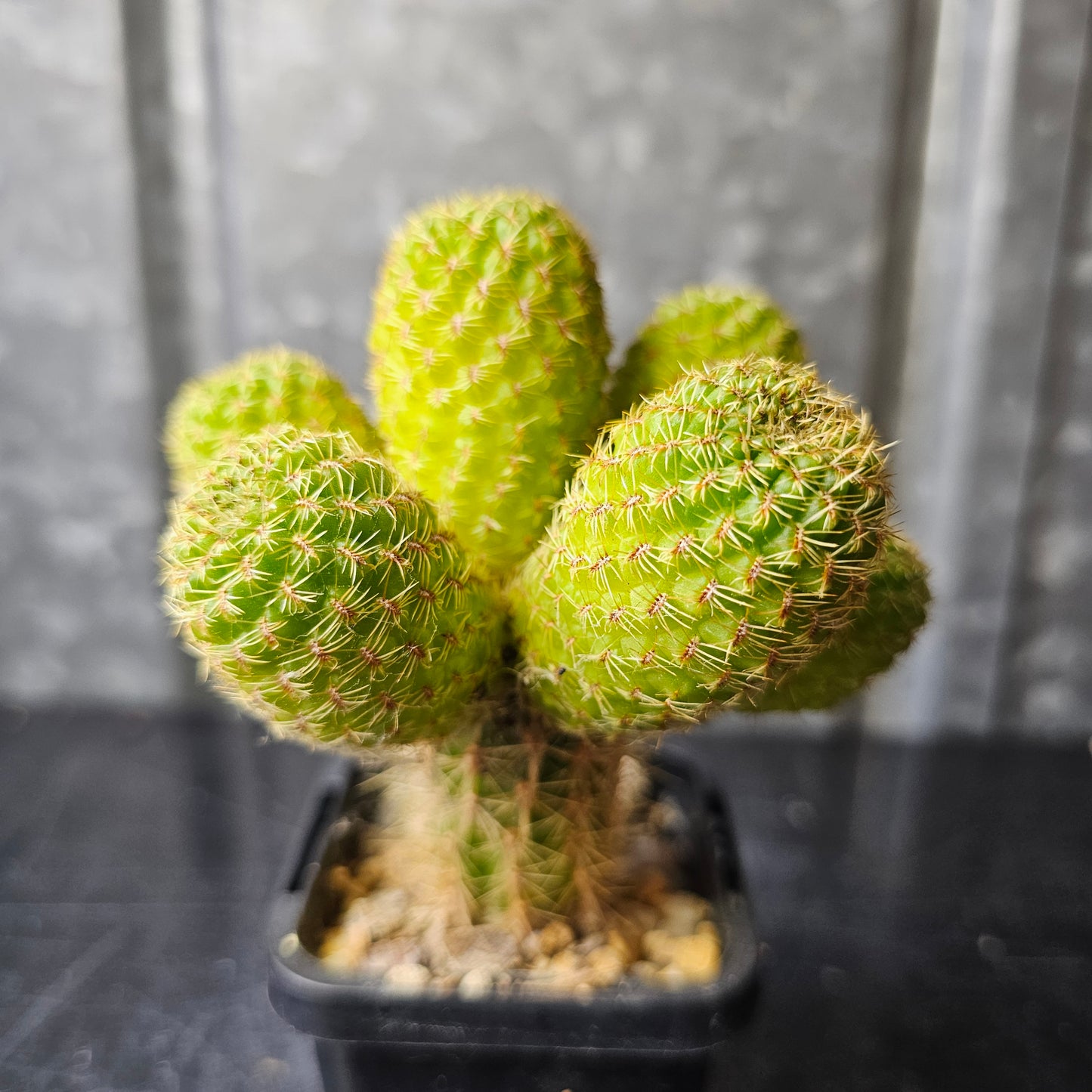 Sulcorebutia lepida