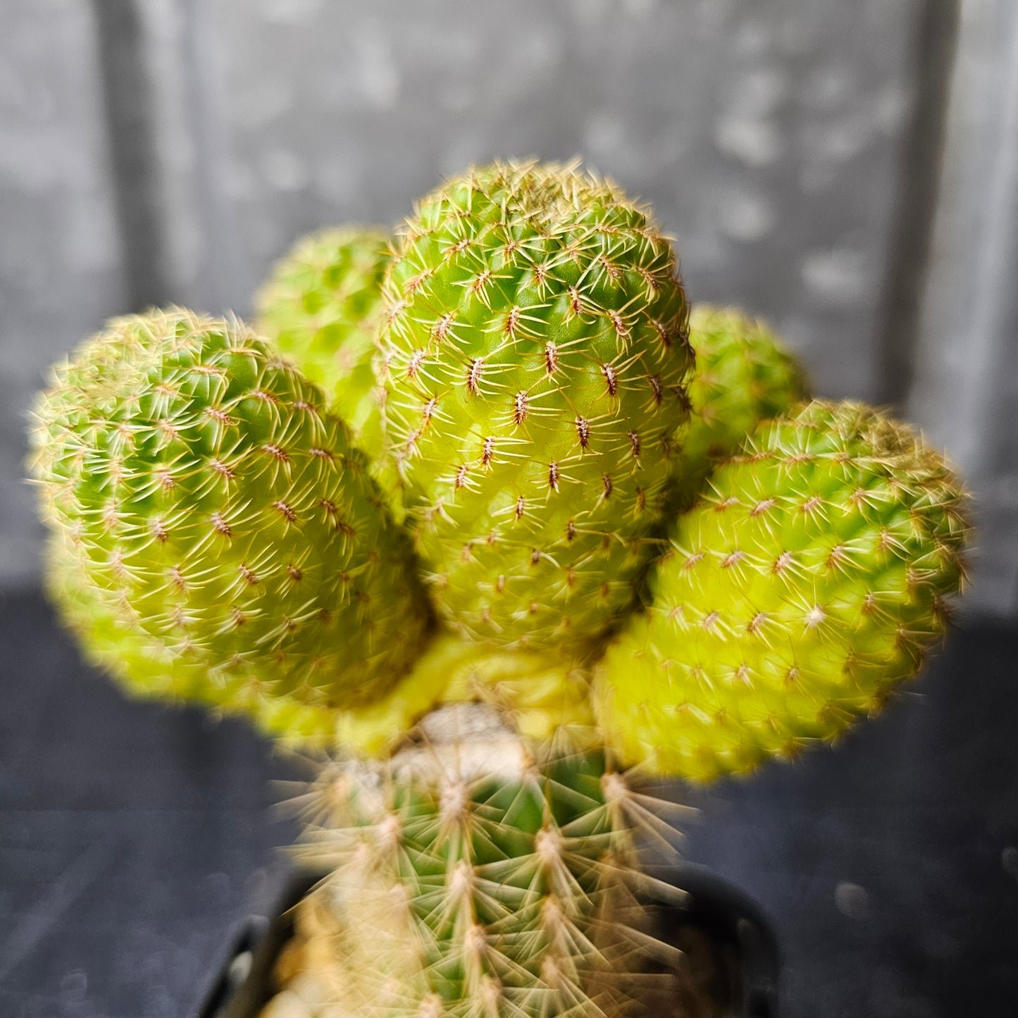 Sulcorebutia lepida