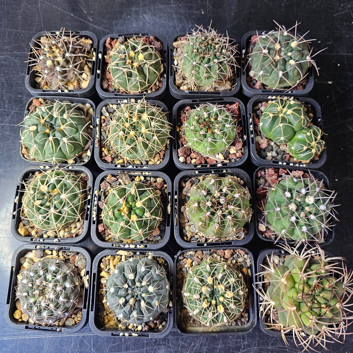 Epic Cactus Bundle (16 Plants) – Gymnocalycium
