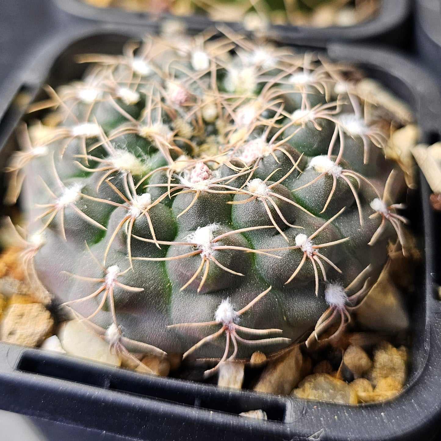 Epic Cactus Bundle (16 Plants) – Gymnocalycium