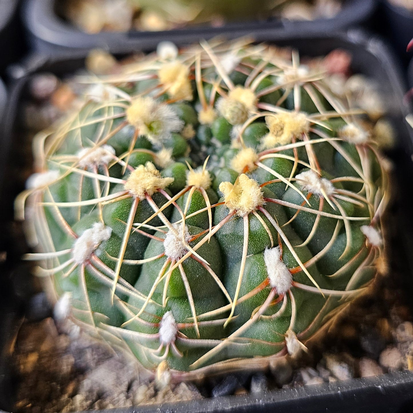 Epic Cactus Bundle (16 Plants) – Gymnocalycium