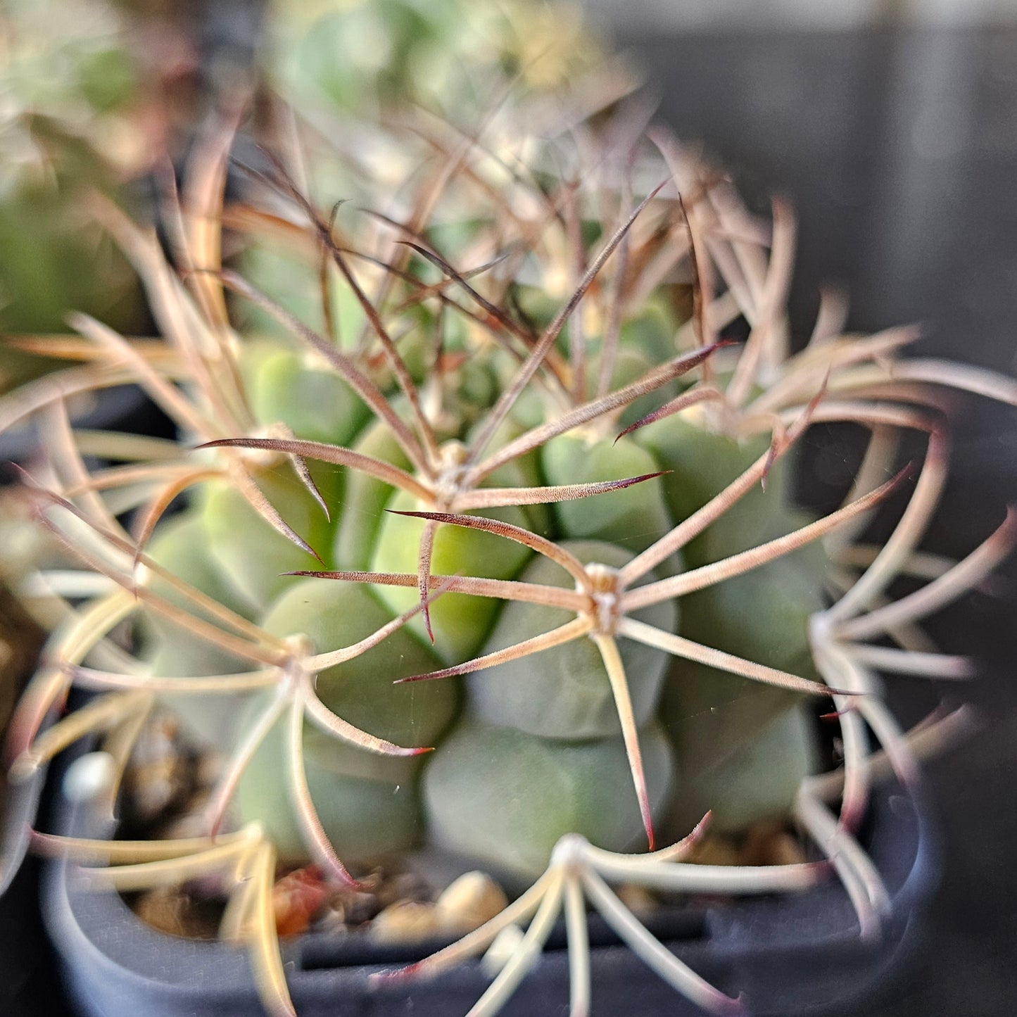 Epic Cactus Bundle (16 Plants) – Gymnocalycium