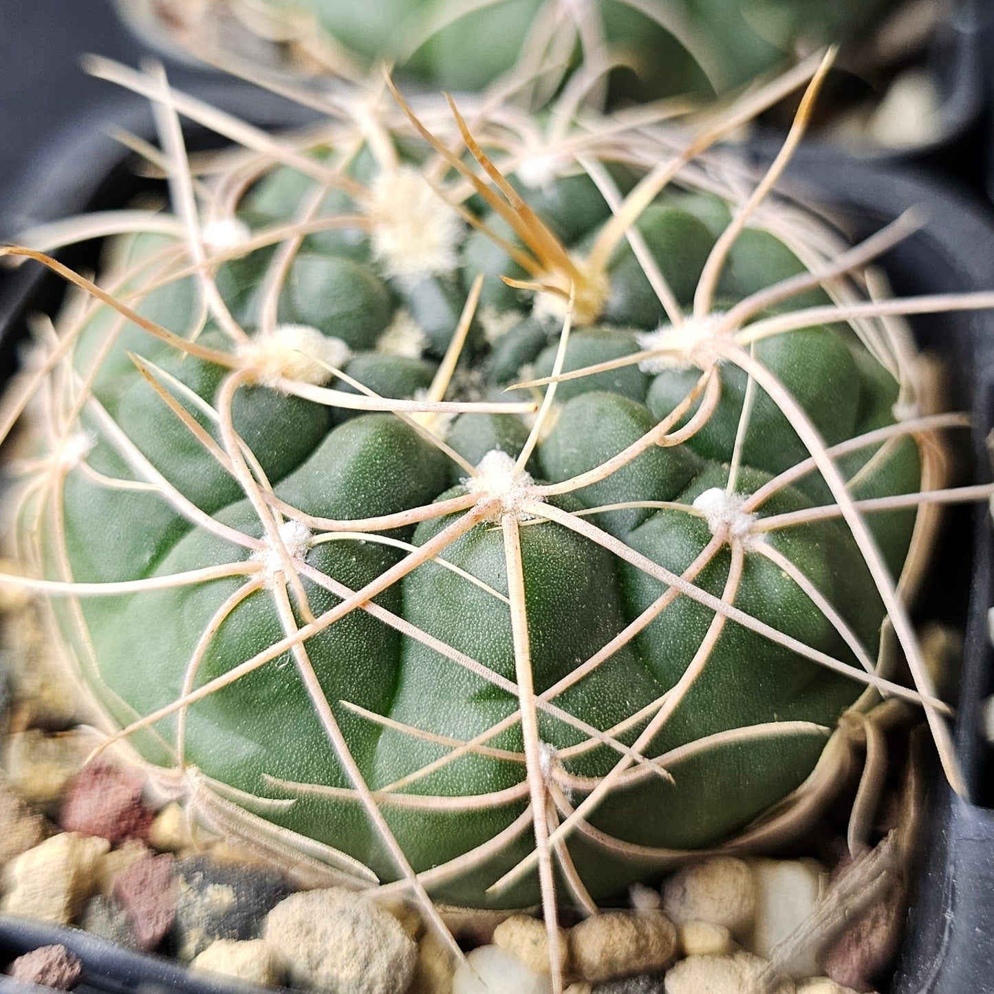 Epic Cactus Bundle (16 Plants) – Gymnocalycium