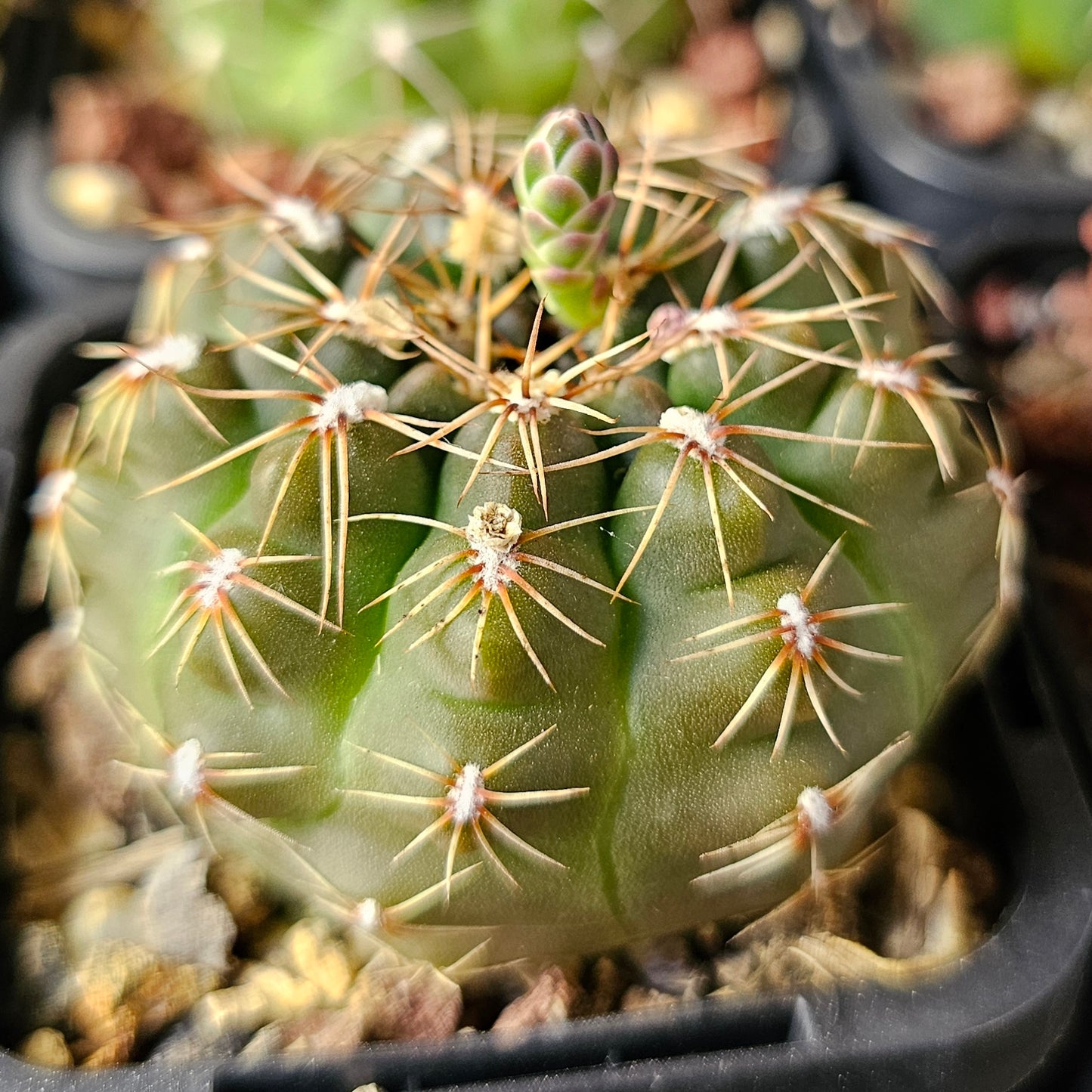 Epic Cactus Bundle (16 Plants) – Gymnocalycium