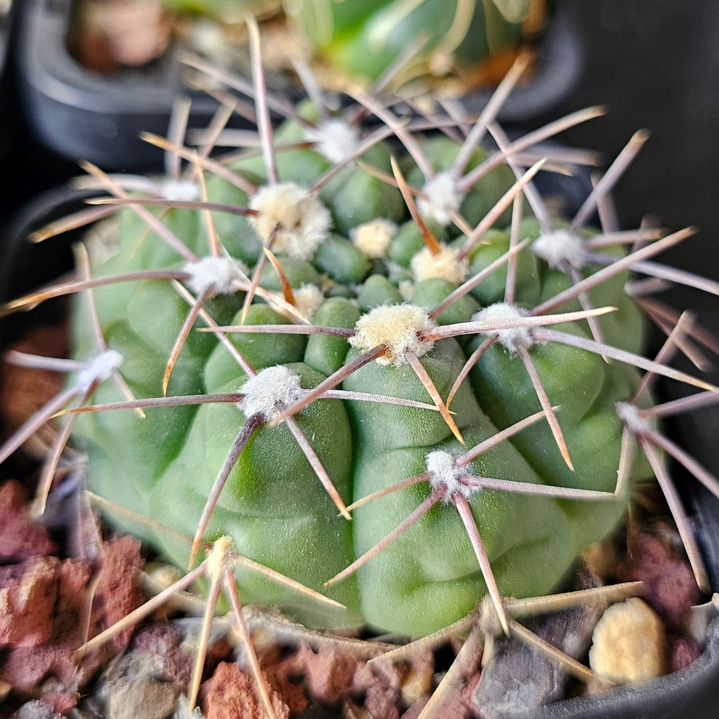 Epic Cactus Bundle (16 Plants) – Gymnocalycium