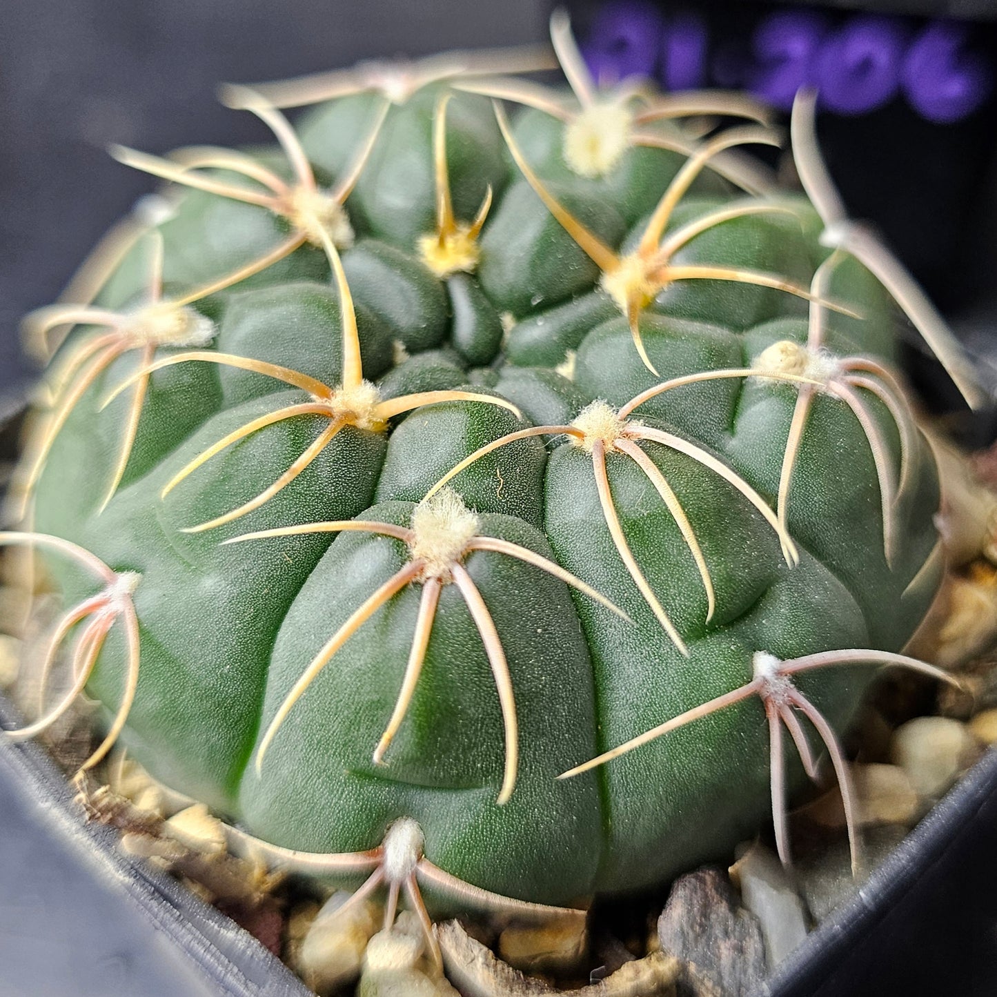 Epic Cactus Bundle (16 Plants) – Gymnocalycium