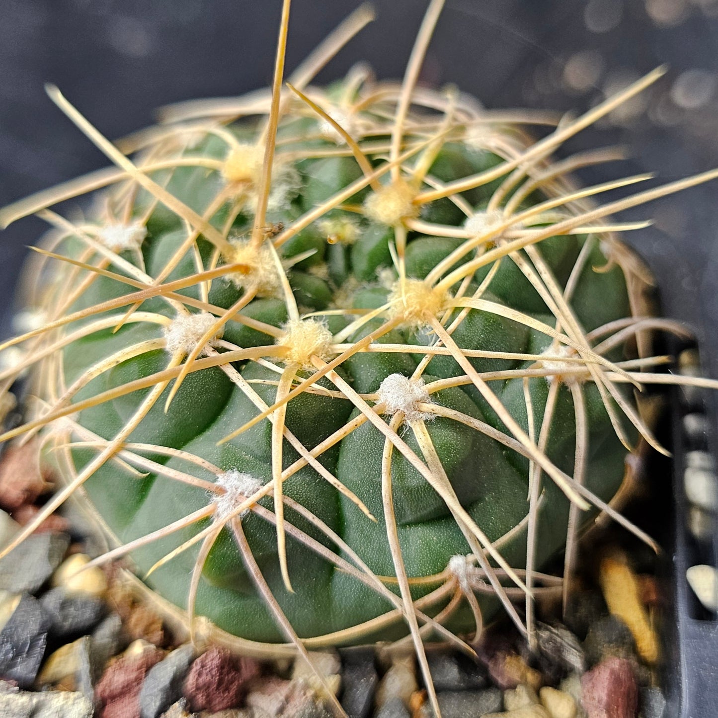 Epic Cactus Bundle (16 Plants) – Gymnocalycium