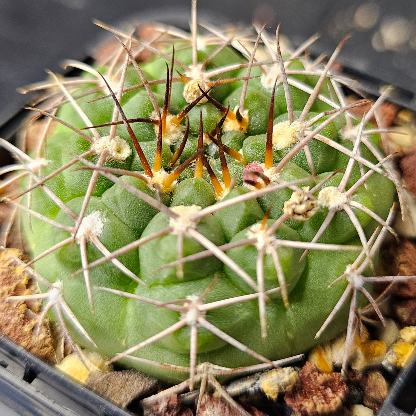 Epic Cactus Bundle (16 Plants) – Gymnocalycium