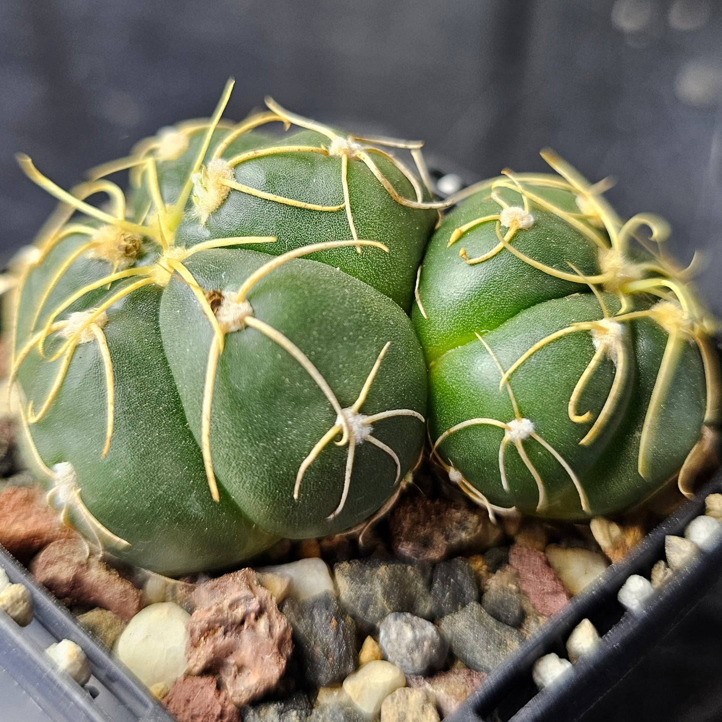 Epic Cactus Bundle (16 Plants) – Gymnocalycium