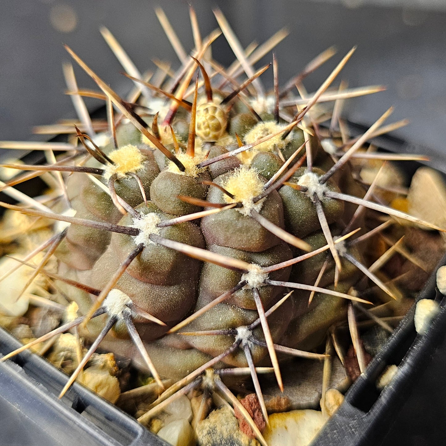 Epic Cactus Bundle (16 Plants) – Gymnocalycium