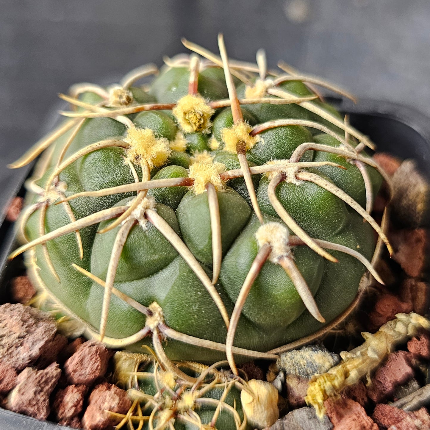 Epic Cactus Bundle (16 Plants) – Gymnocalycium