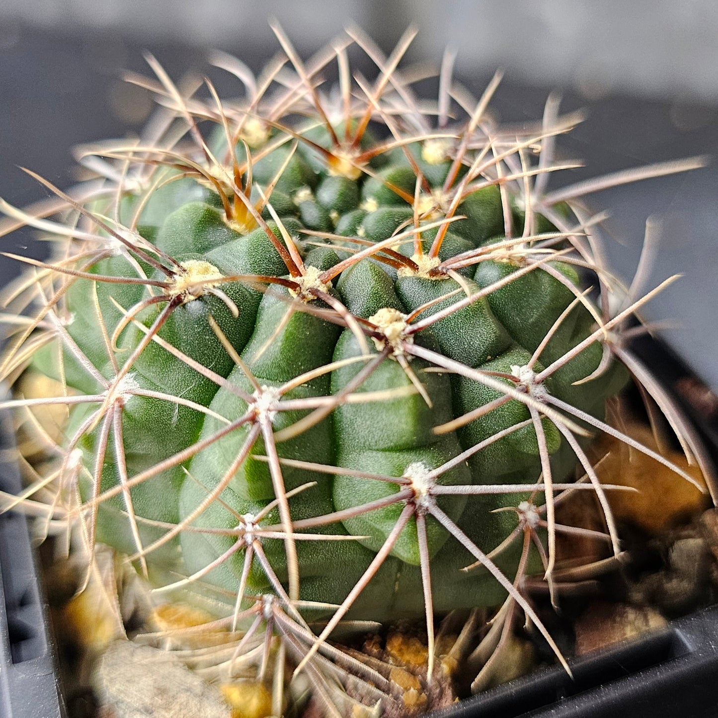 Epic Cactus Bundle (16 Plants) – Gymnocalycium