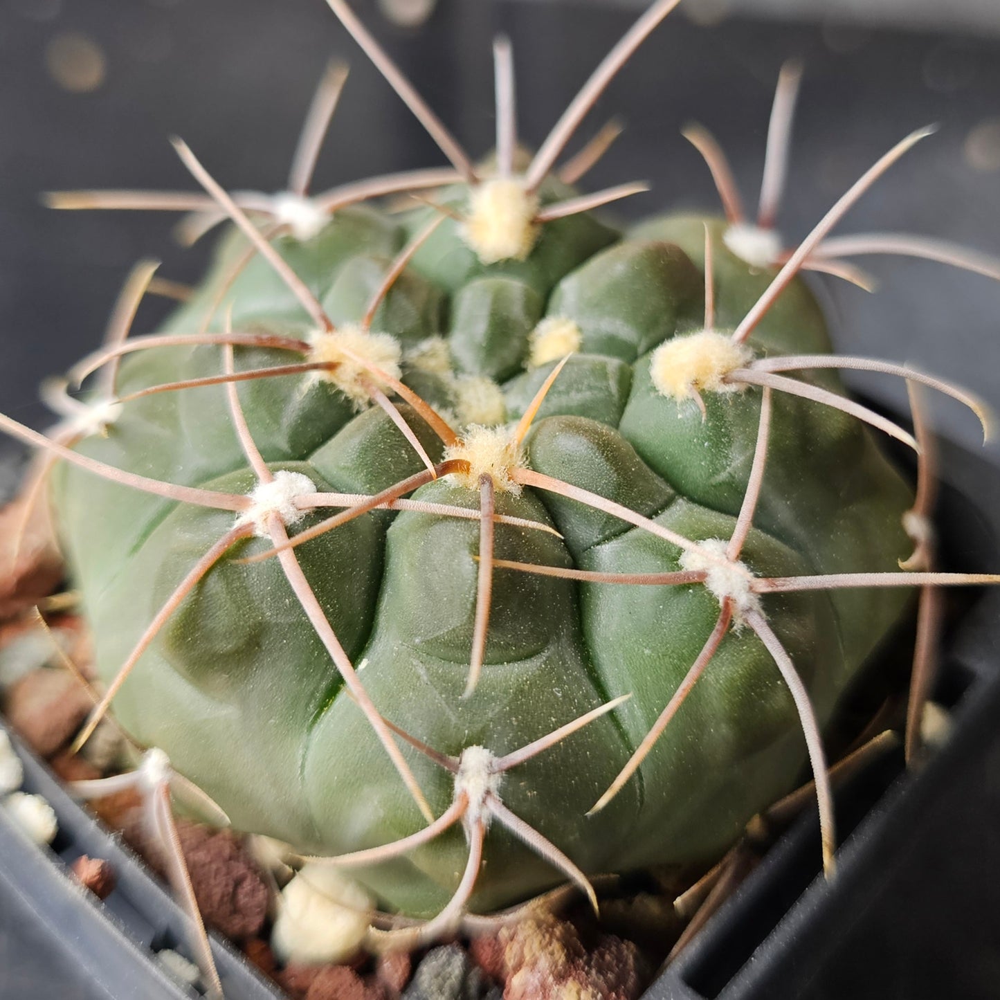 Epic Cactus Bundle (16 Plants) – Gymnocalycium