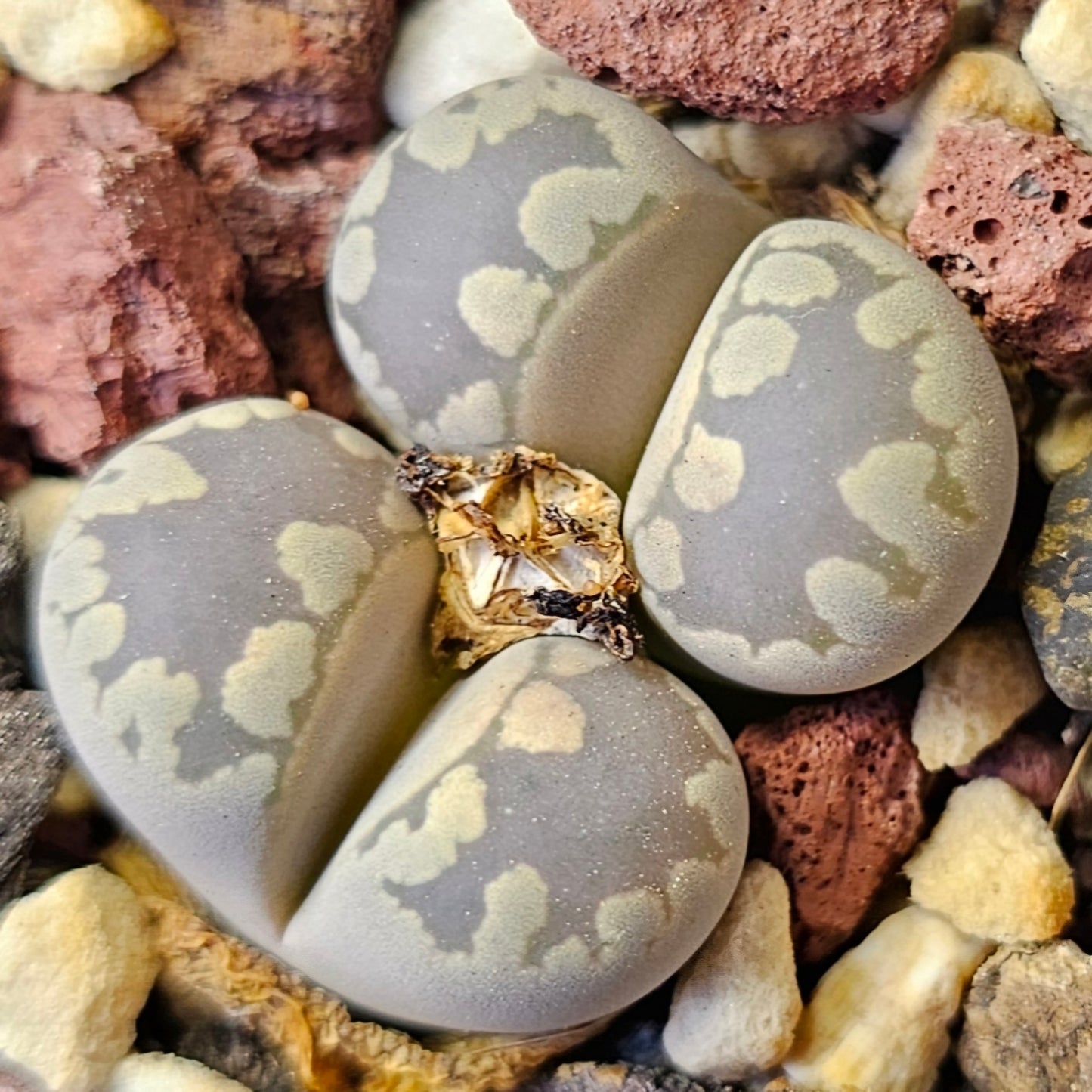Epic Lithops Bundle (16 Plants) – Set A
