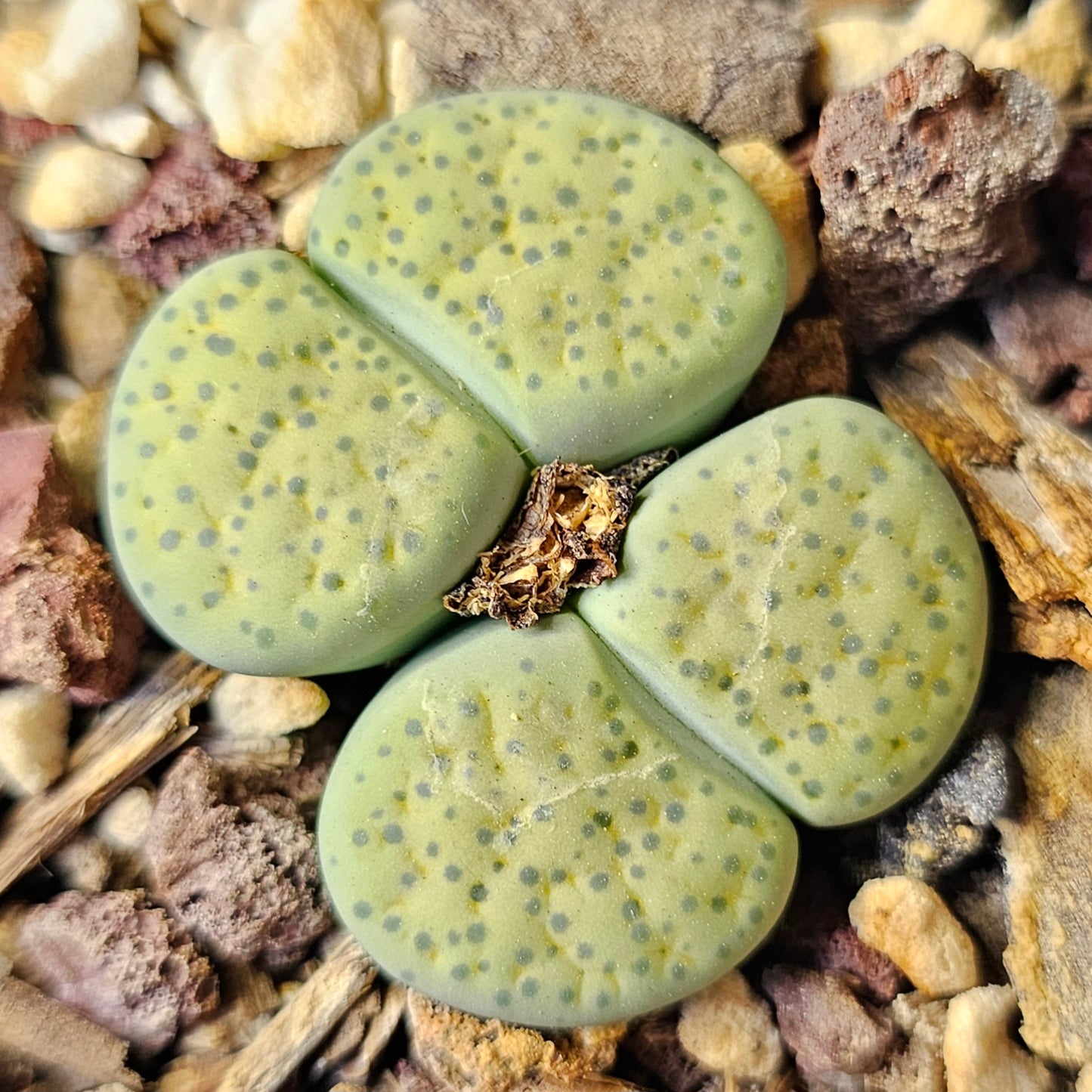 Epic Lithops Bundle (16 Plants) – Set A