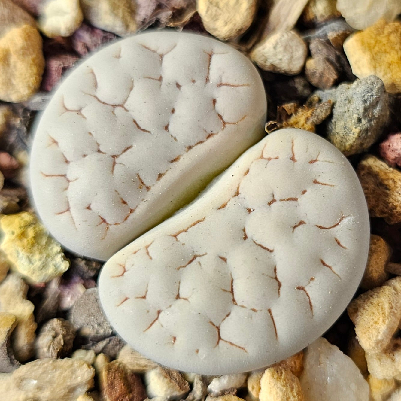 Epic Lithops Bundle (16 Plants) – Set A
