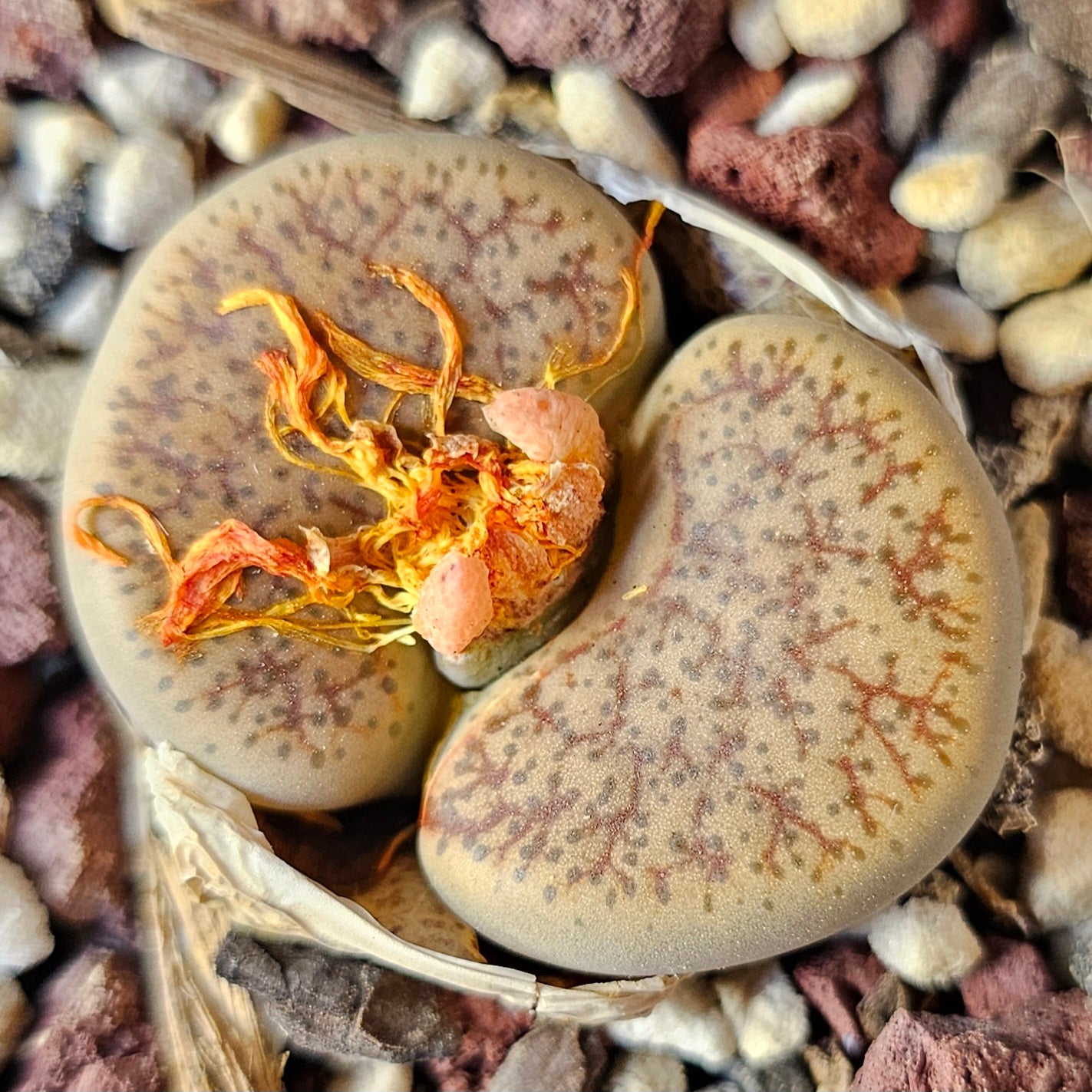 Epic Lithops Bundle (16 Plants) – Set A