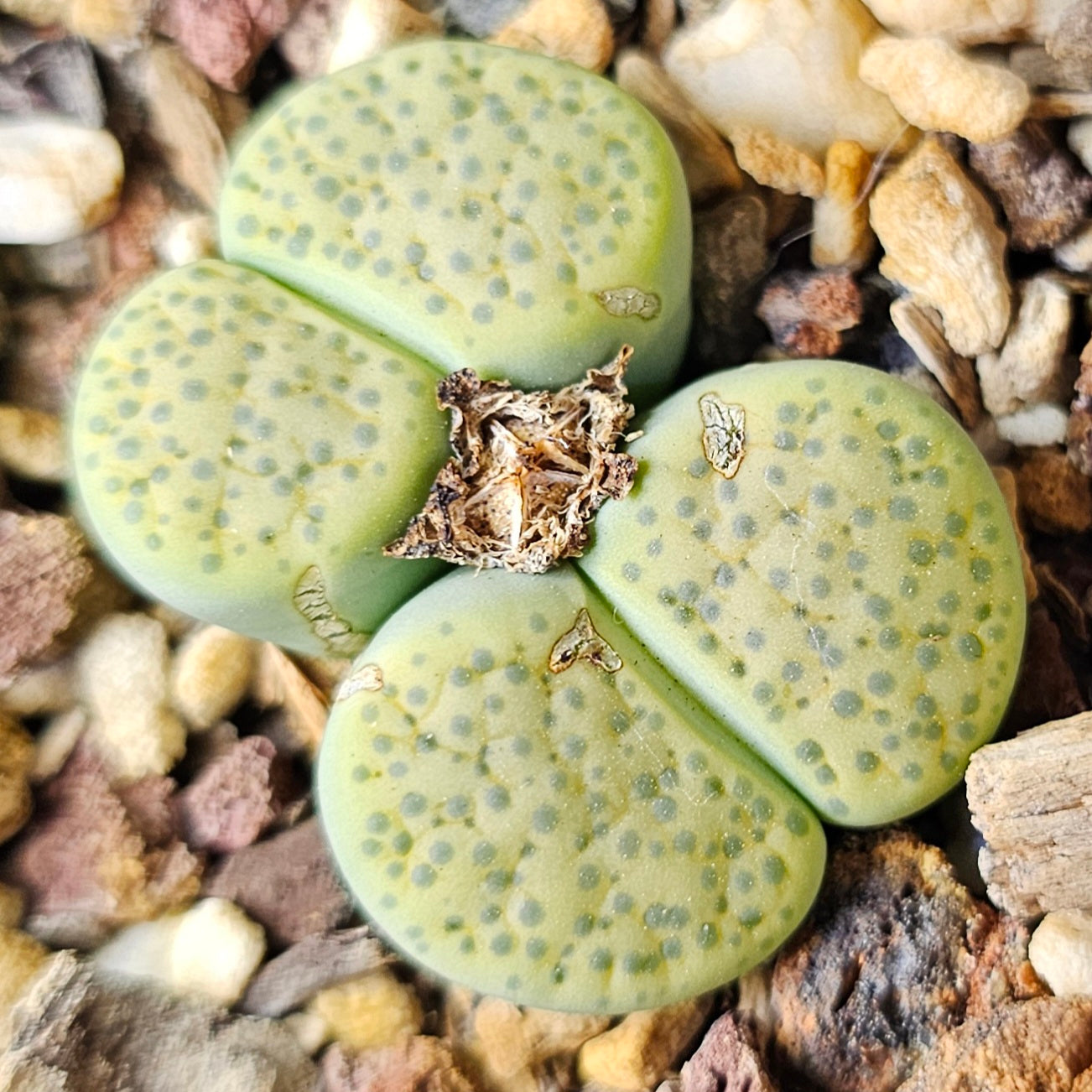 Epic Lithops Bundle (16 Plants) – Set A
