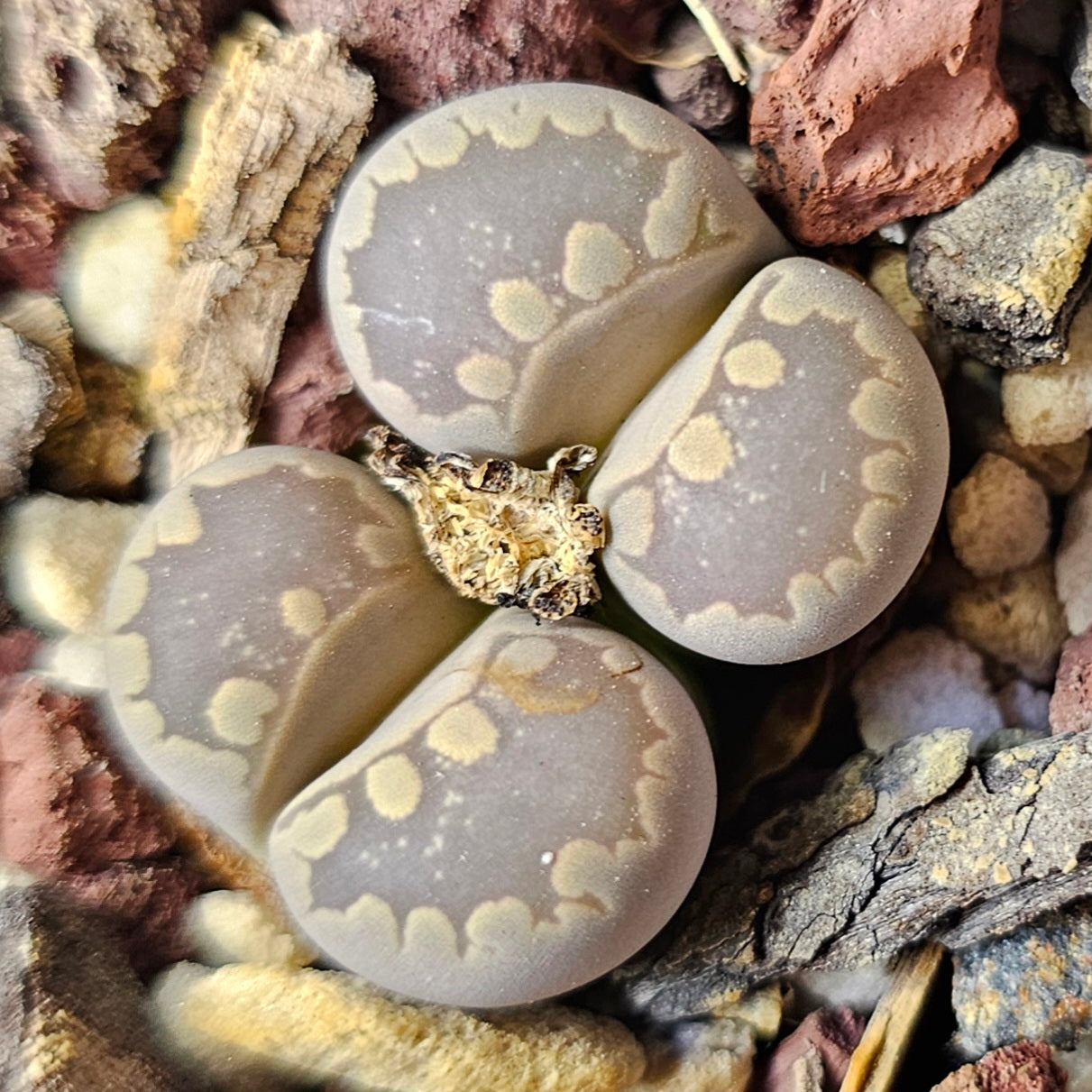 Epic Lithops Bundle (16 Plants) – Set A