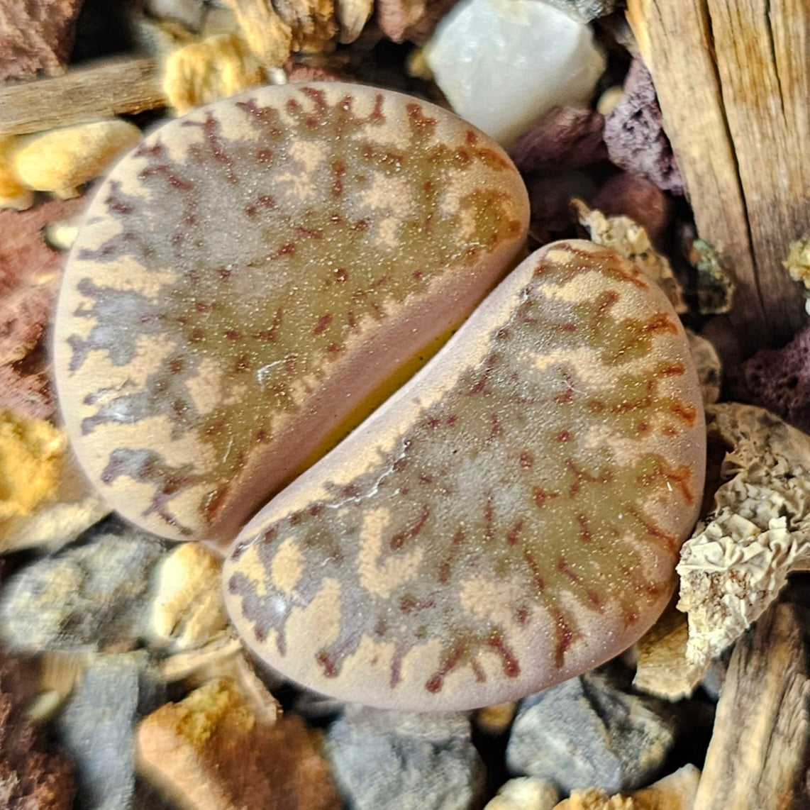 Epic Lithops Bundle (16 Plants) – Set A