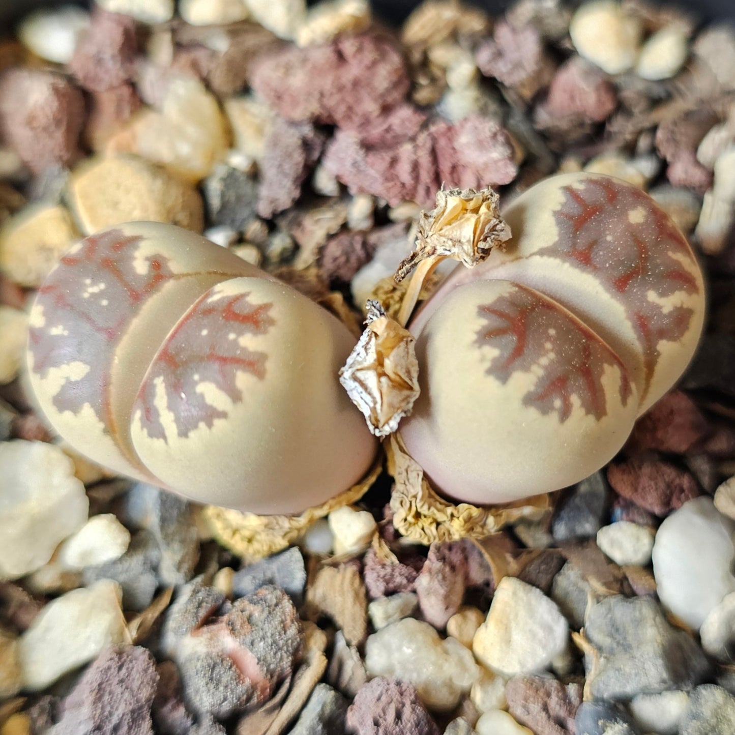 Epic Lithops Bundle (16 Plants) – Set A