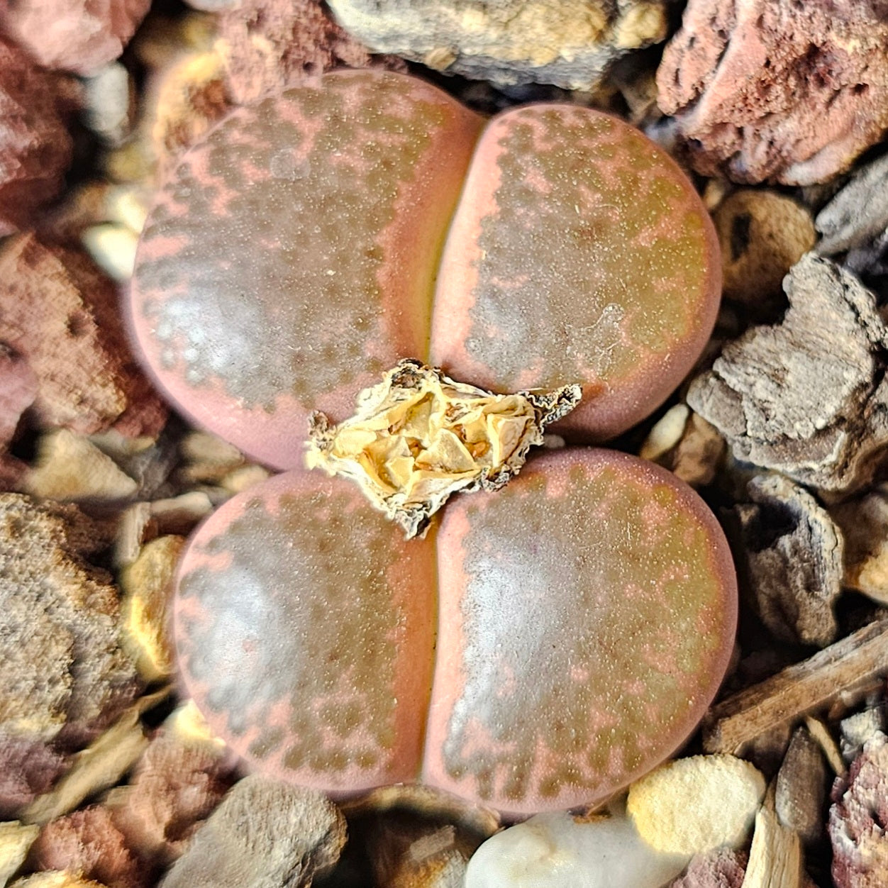 Epic Lithops Bundle (16 Plants) – Set A