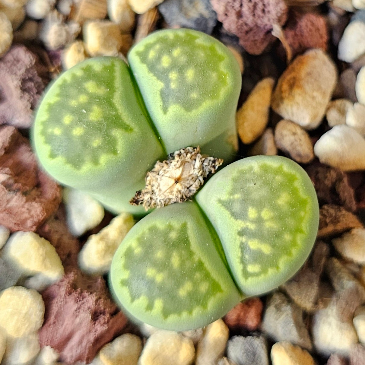 Epic Lithops Bundle (16 Plants) – Set A