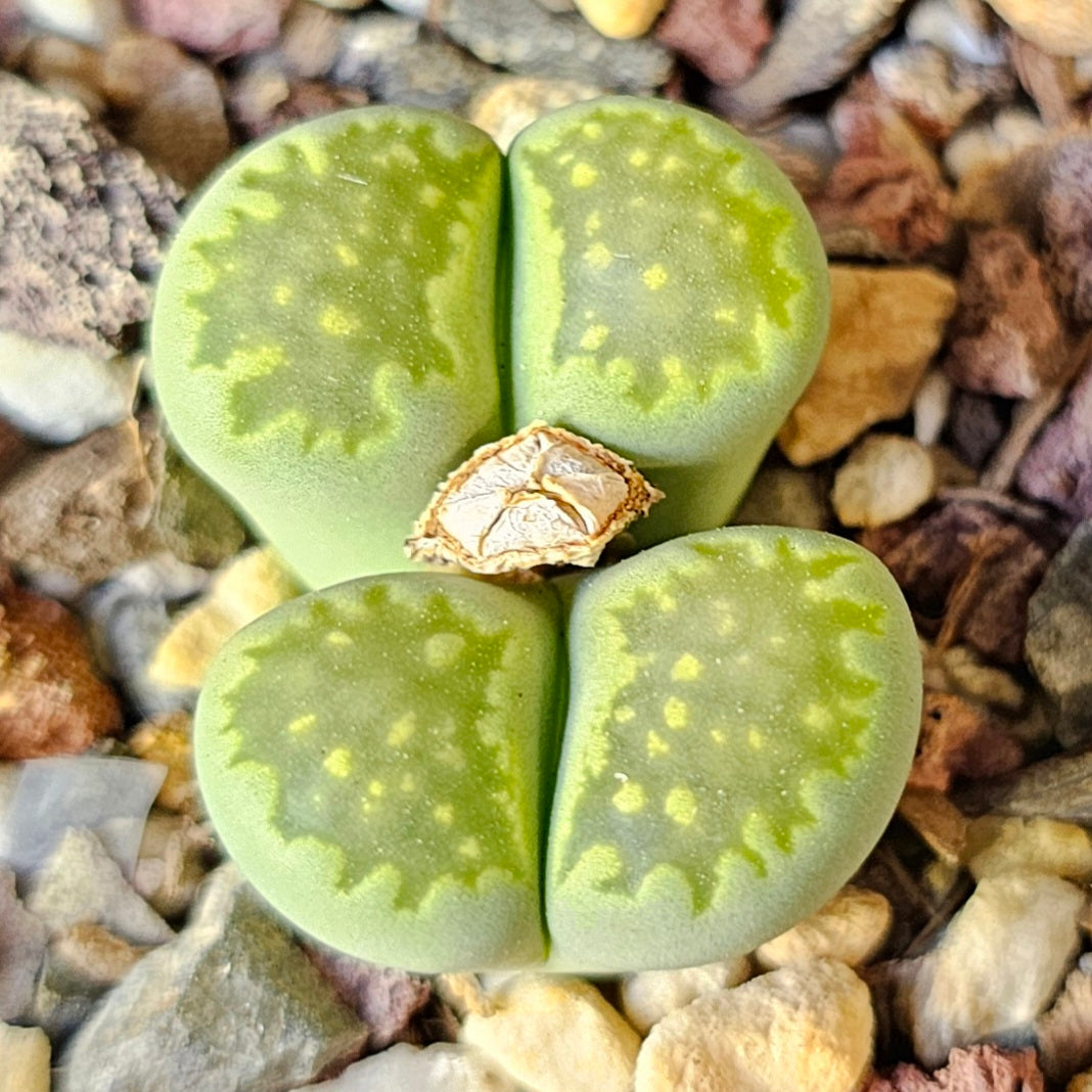 Epic Lithops Bundle (16 Plants) – Set A