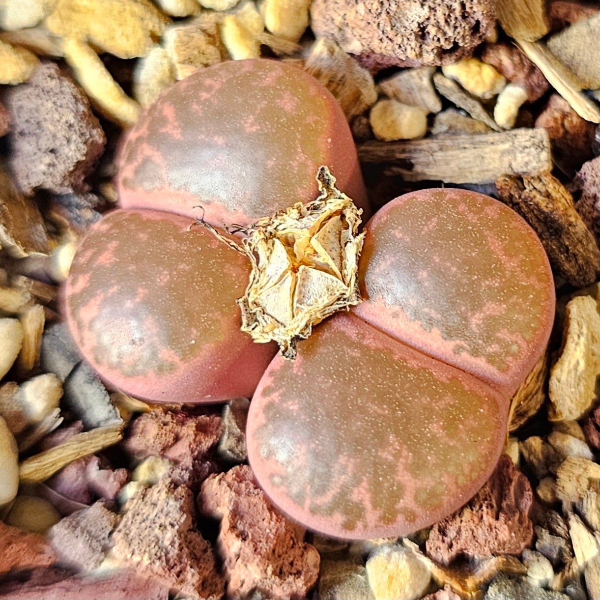 Epic Lithops Bundle (16 Plants) – Set A