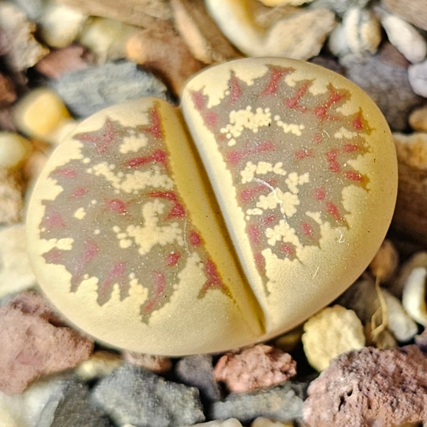 Epic Lithops Bundle (16 Plants) – Set A