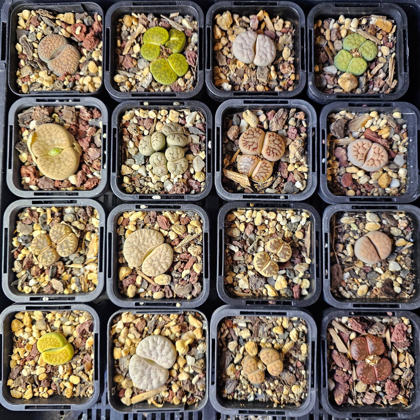 Epic Lithops Bundle (16 Plants) – Set B