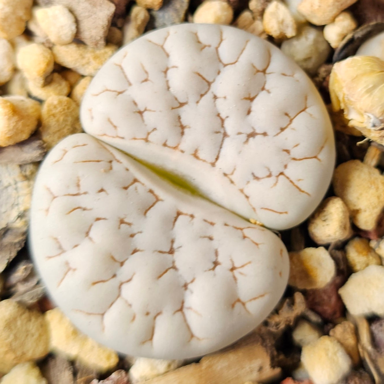 Epic Lithops Bundle (16 Plants) – Set B