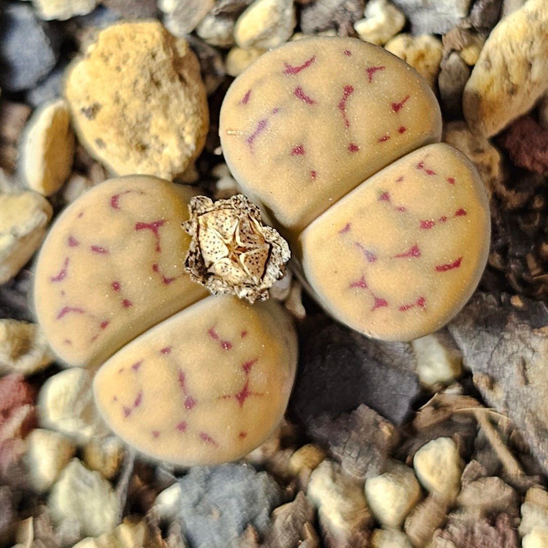 Epic Lithops Bundle (16 Plants) – Set B