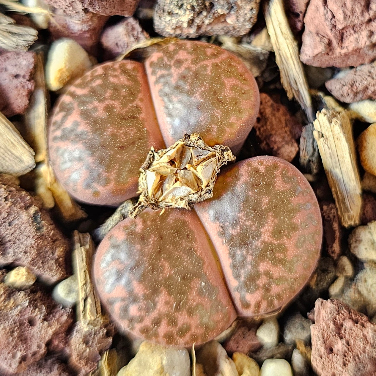 Epic Lithops Bundle (16 Plants) – Set B