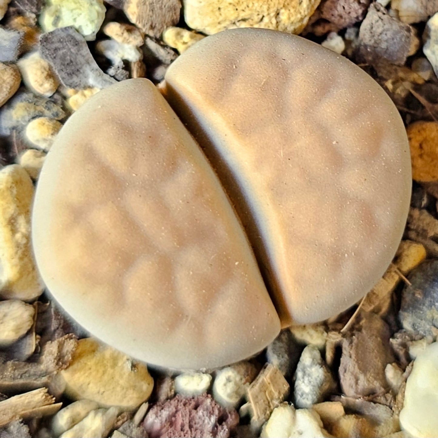 Epic Lithops Bundle (16 Plants) – Set B