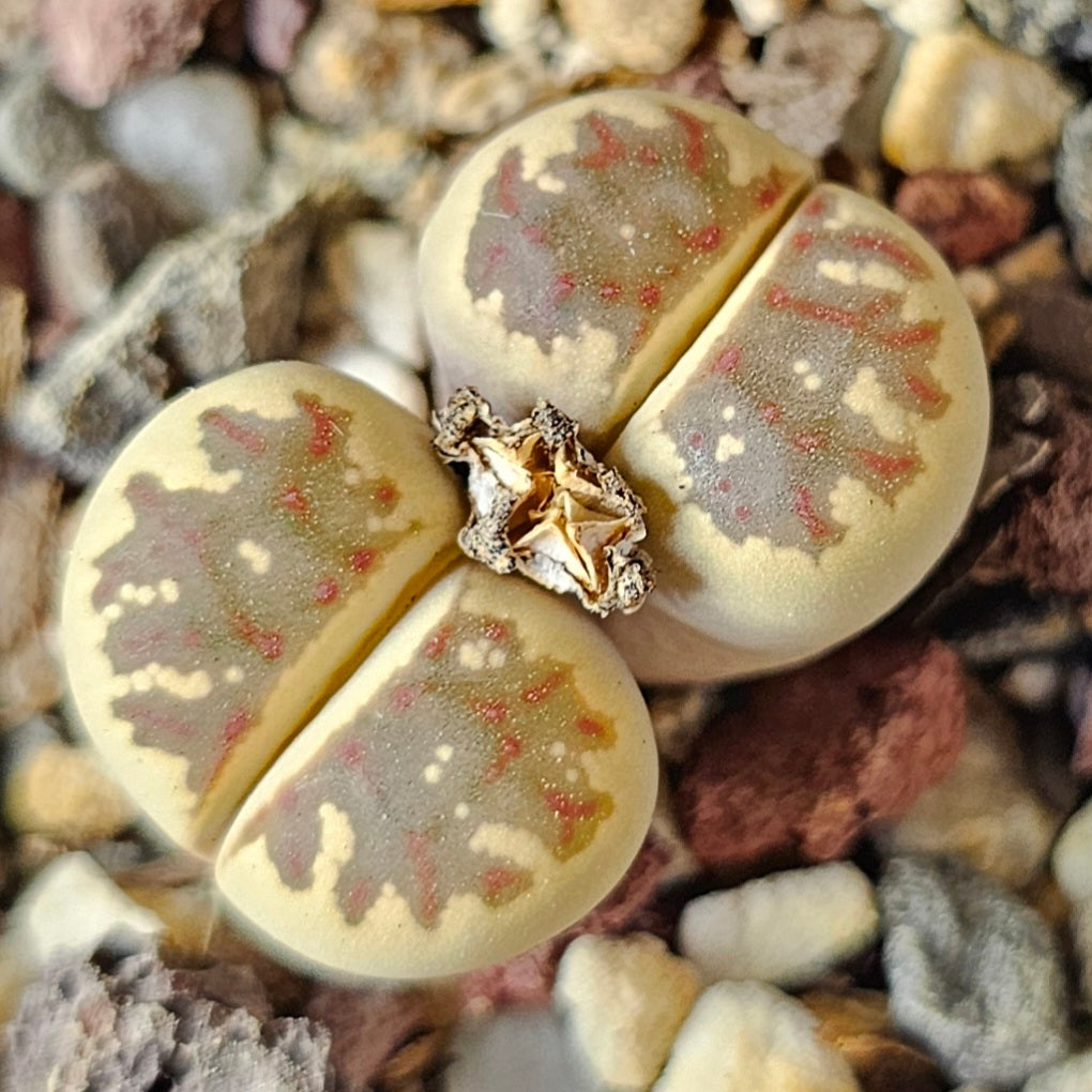 Epic Lithops Bundle (16 Plants) – Set B