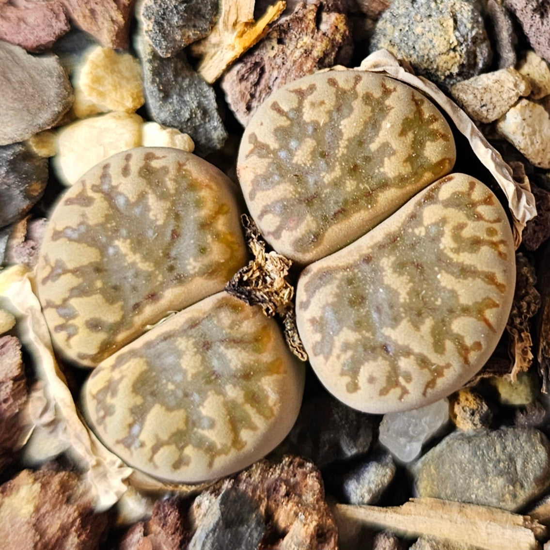 Epic Lithops Bundle (16 Plants) – Set B