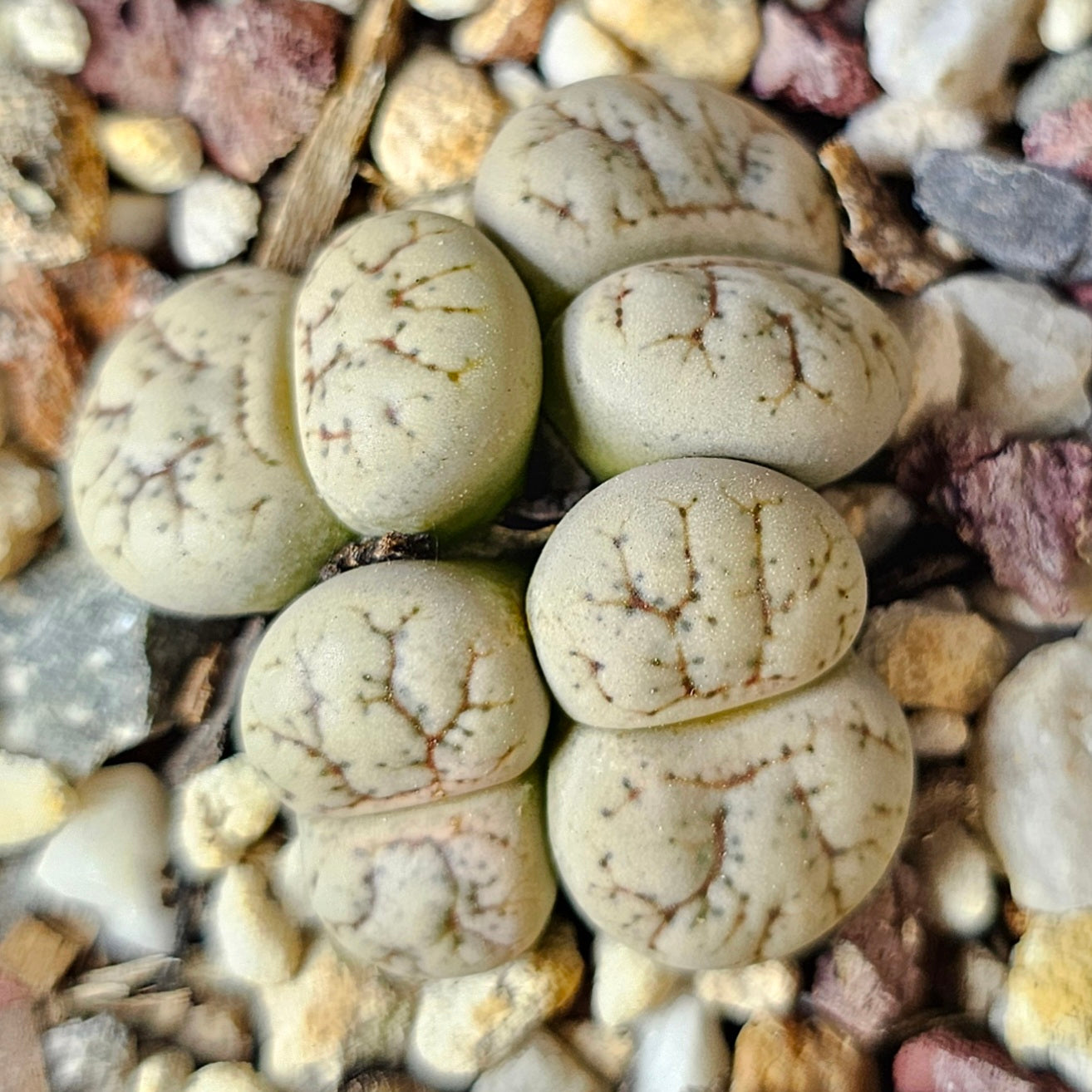 Epic Lithops Bundle (16 Plants) – Set B