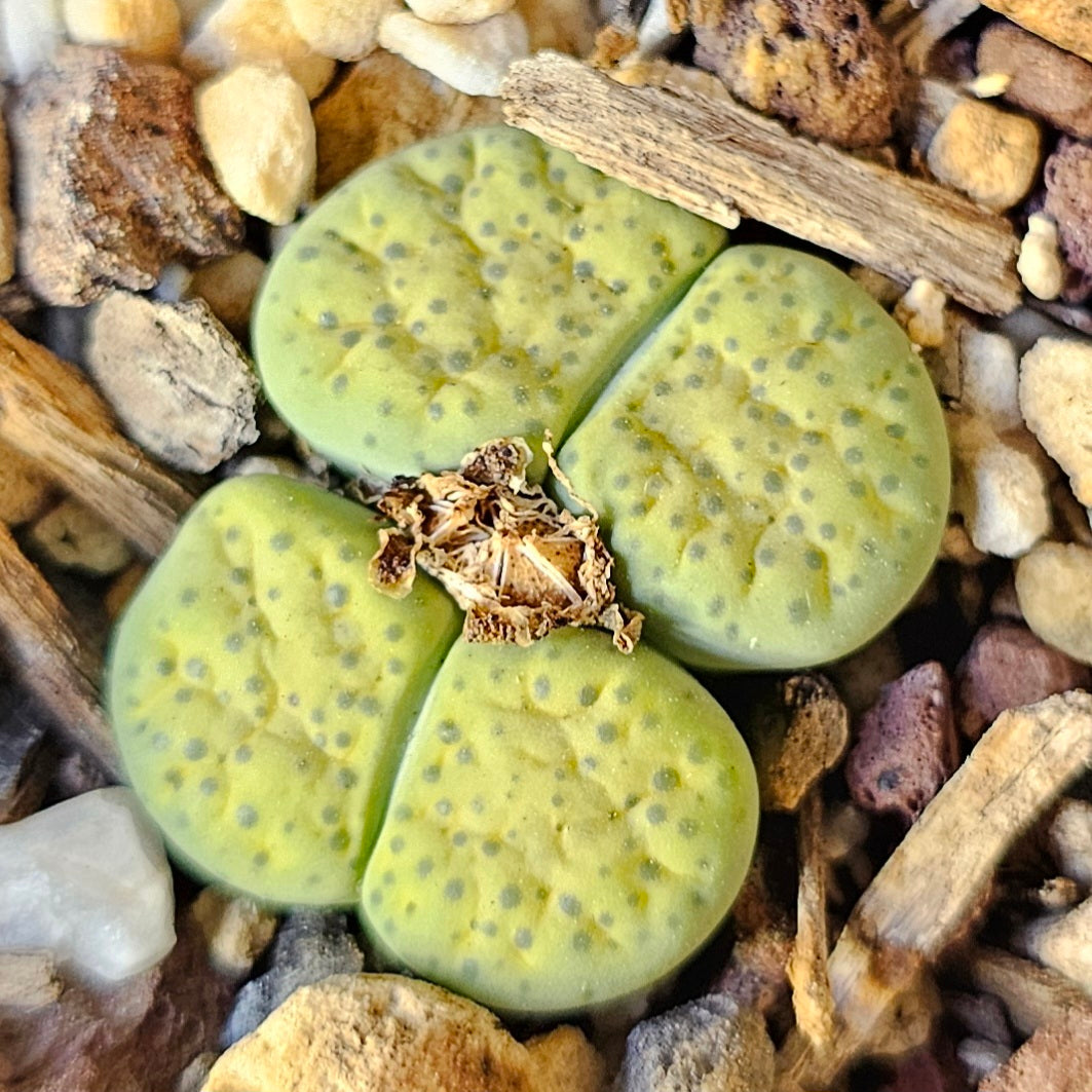 Epic Lithops Bundle (16 Plants) – Set B