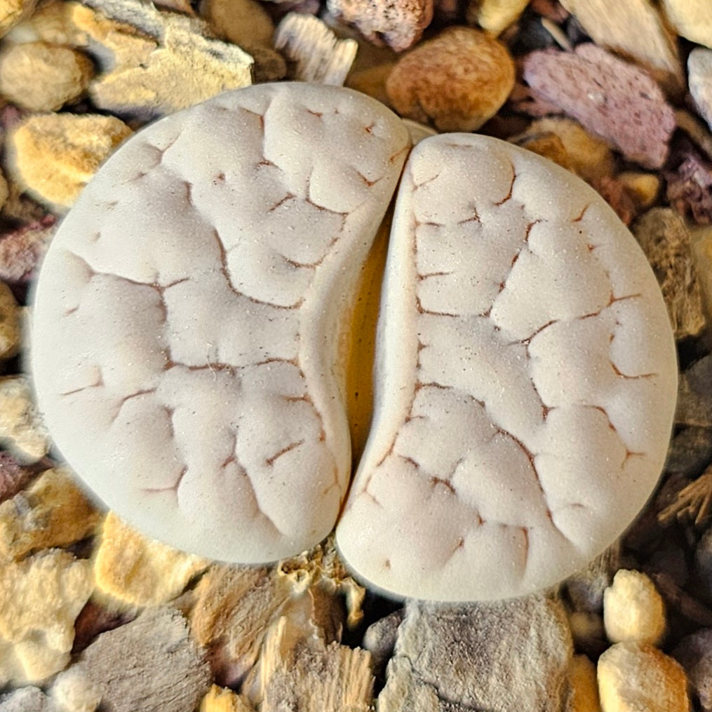 Epic Lithops Bundle (16 Plants) – Set B