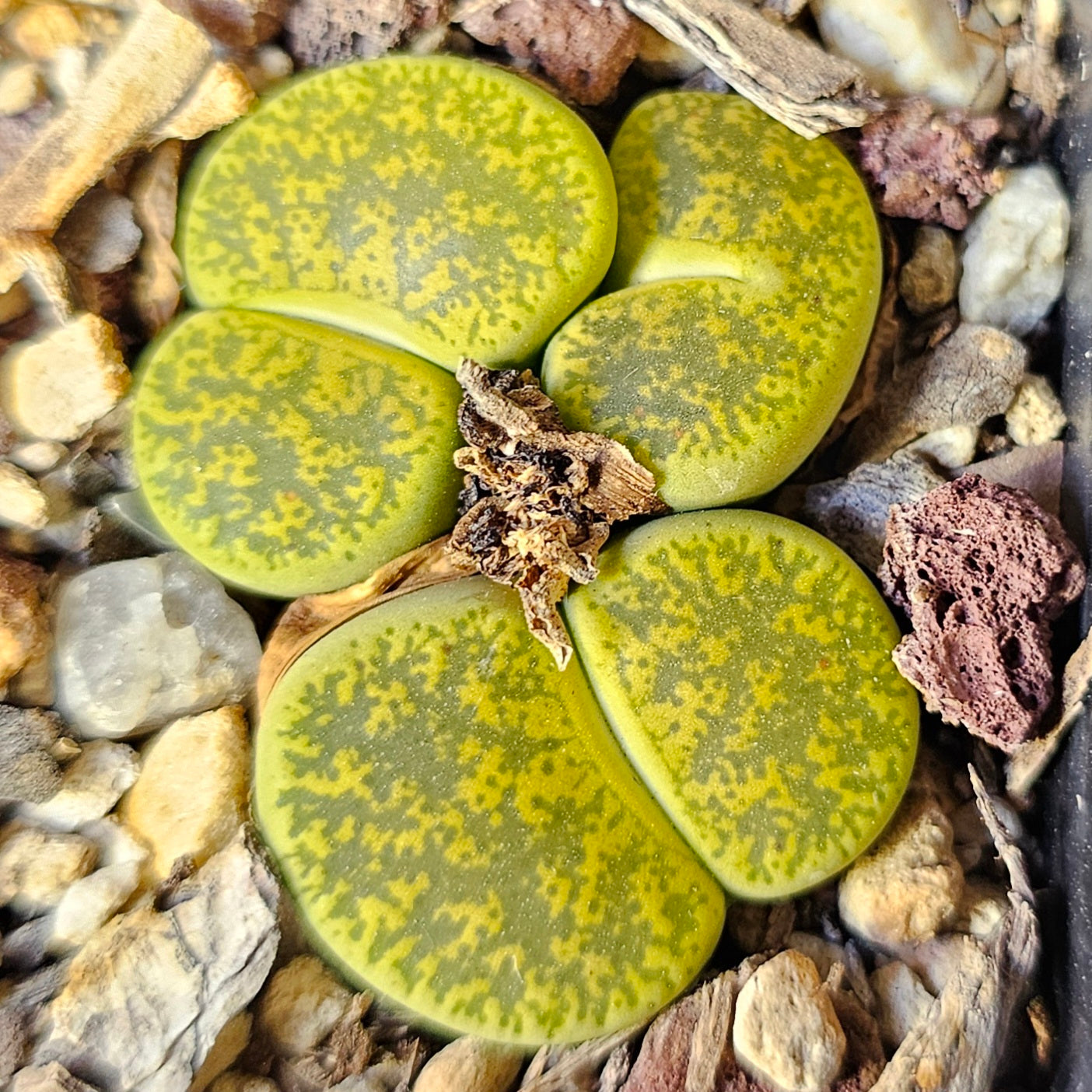 Epic Lithops Bundle (16 Plants) – Set B