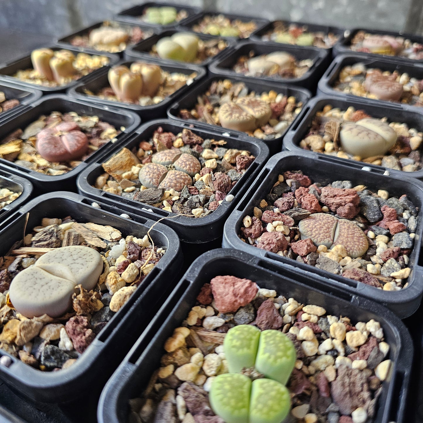 Bulk Lithops Bundle (20 plants)