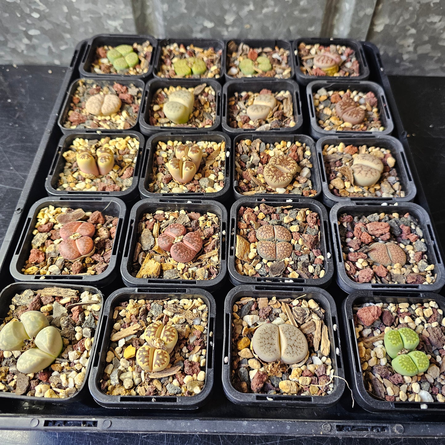 Bulk Lithops Bundle (20 plants)
