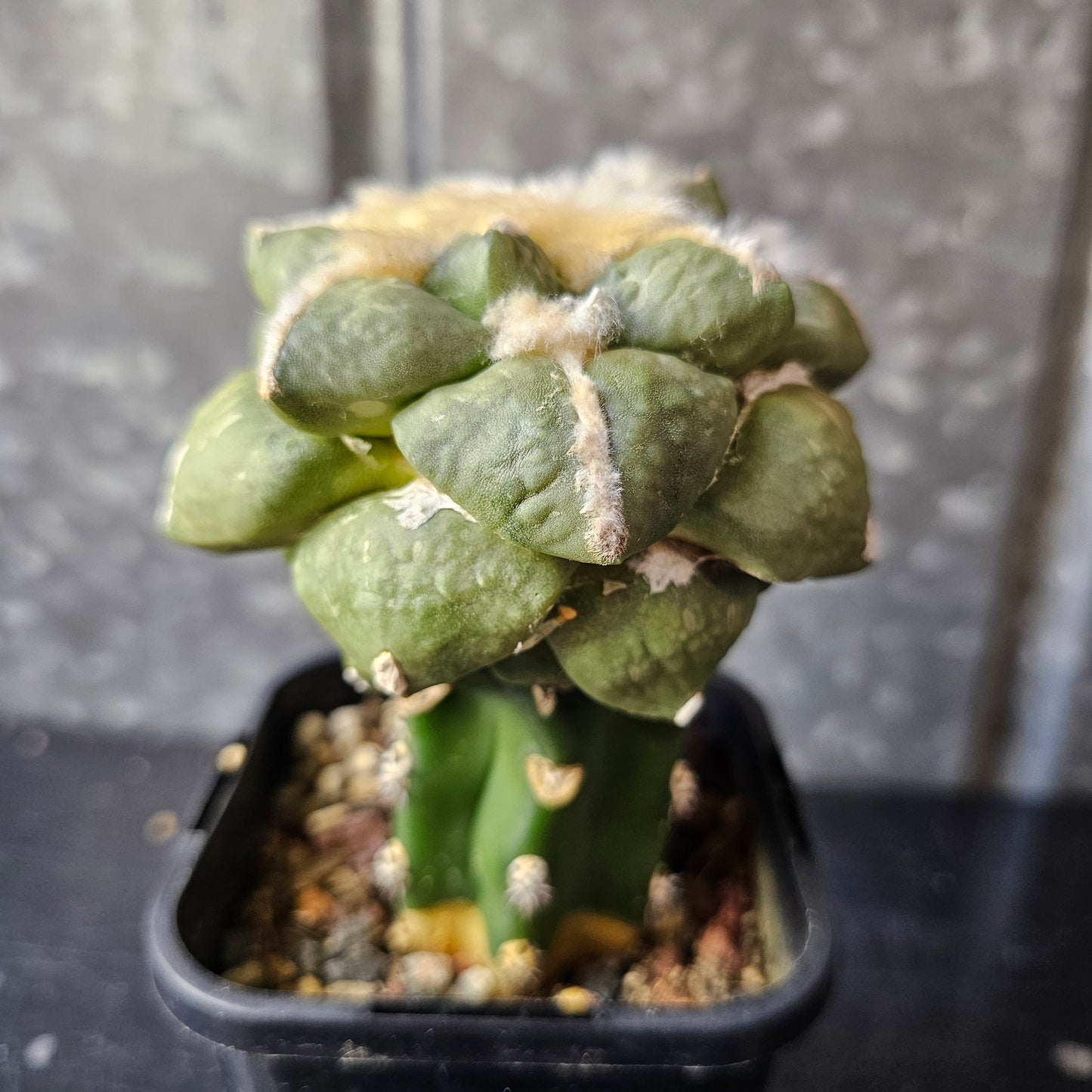 Ariocarpus fromodosus C1 × Ariocarpus maruibo pectinatus