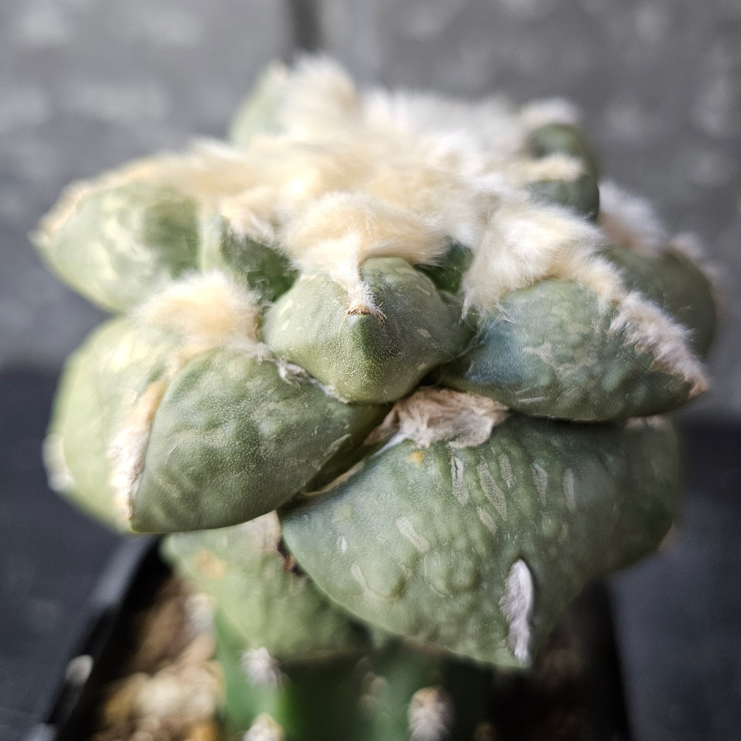 Ariocarpus fromodosus C1 × Ariocarpus maruibo pectinatus