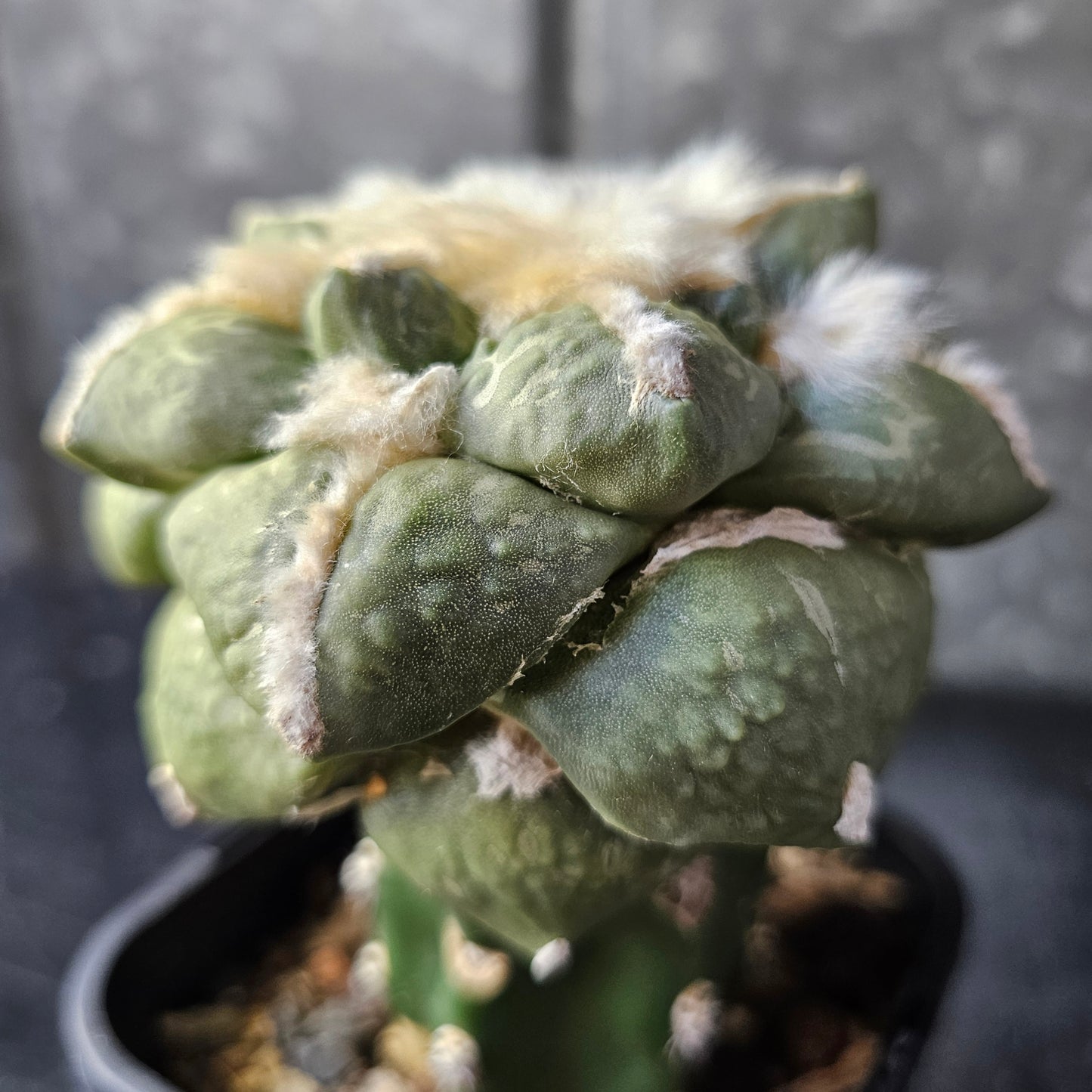 Ariocarpus fromodosus C1 × Ariocarpus maruibo pectinatus