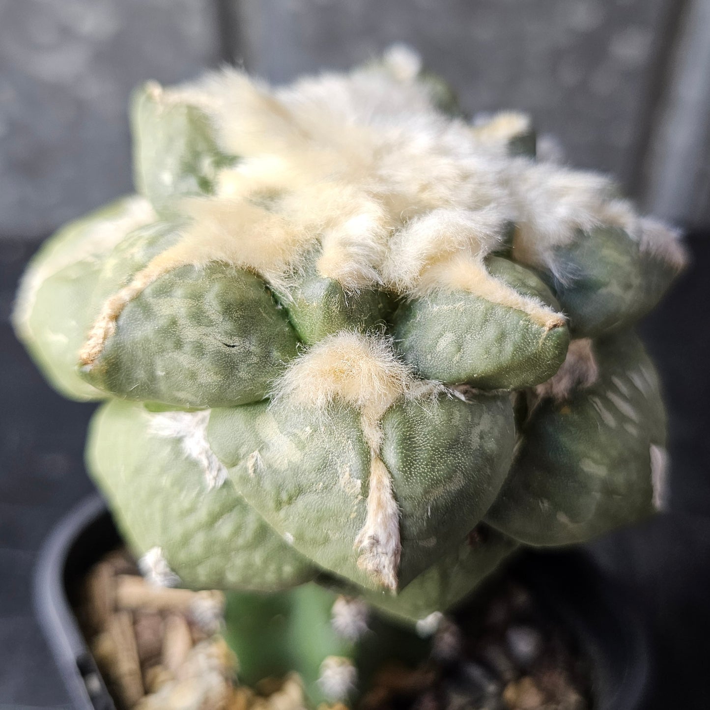 Ariocarpus fromodosus C1 × Ariocarpus maruibo pectinatus