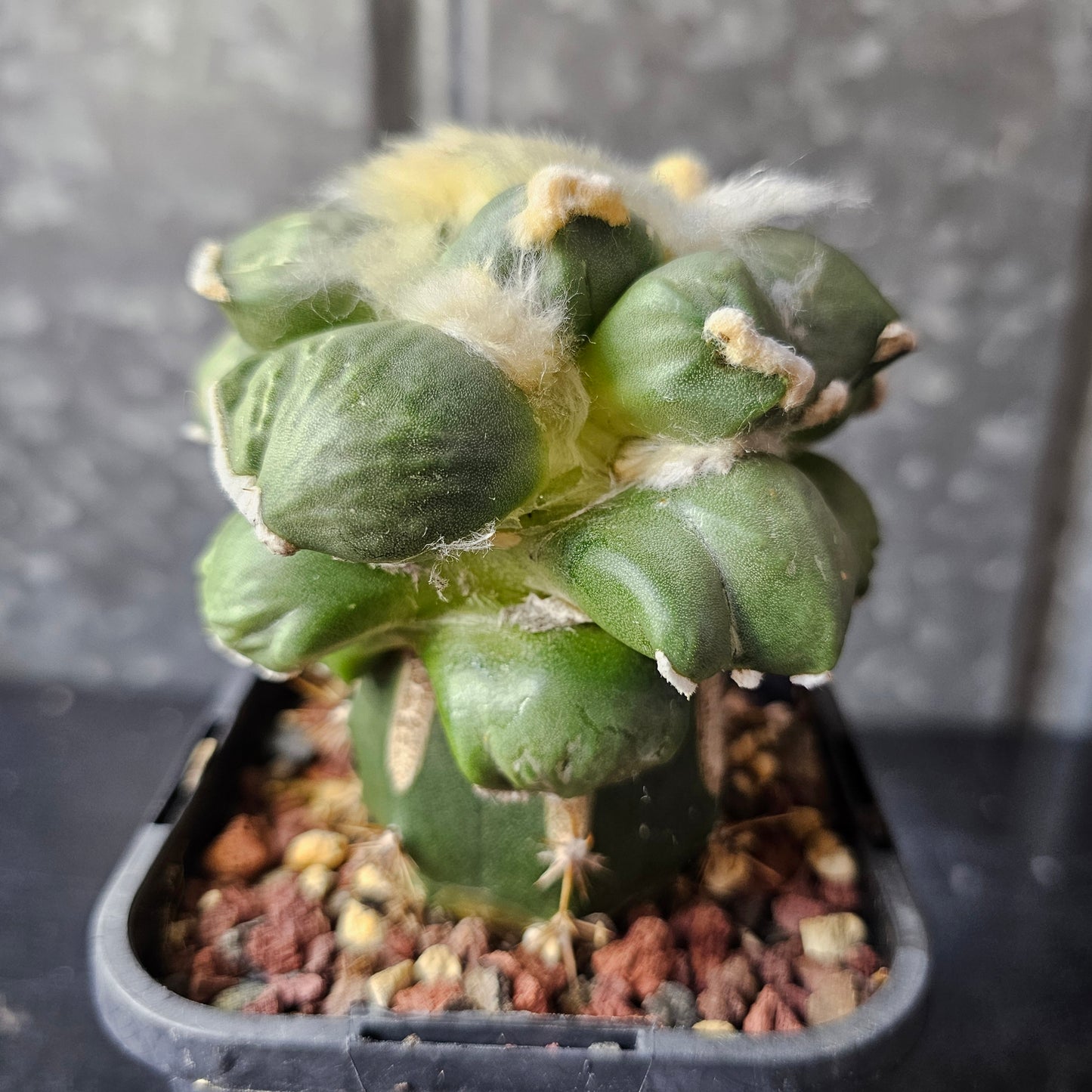 Ariocarpus cv. Maruibo × Cauliflower F2