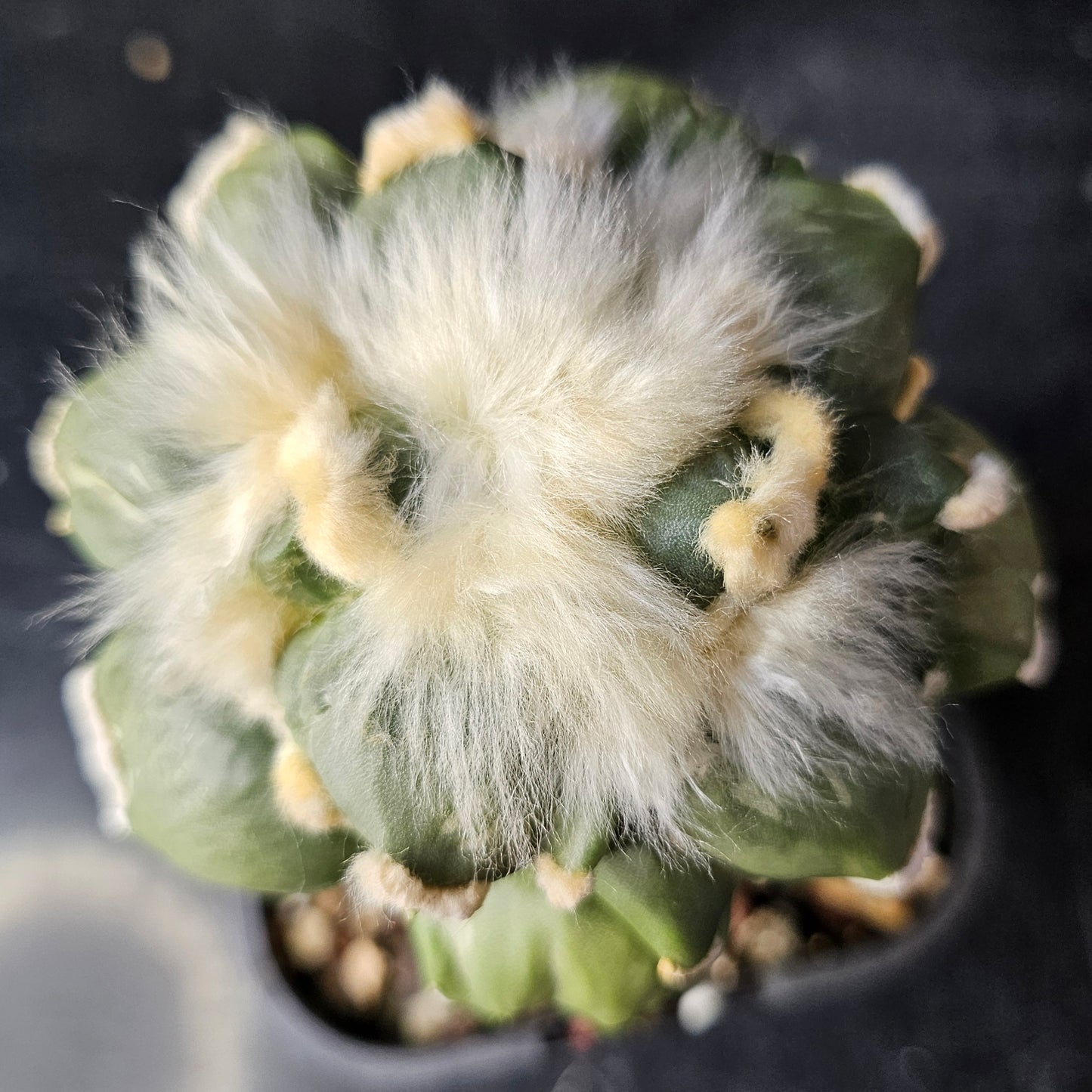 Ariocarpus cv. Maruibo × Cauliflower F2