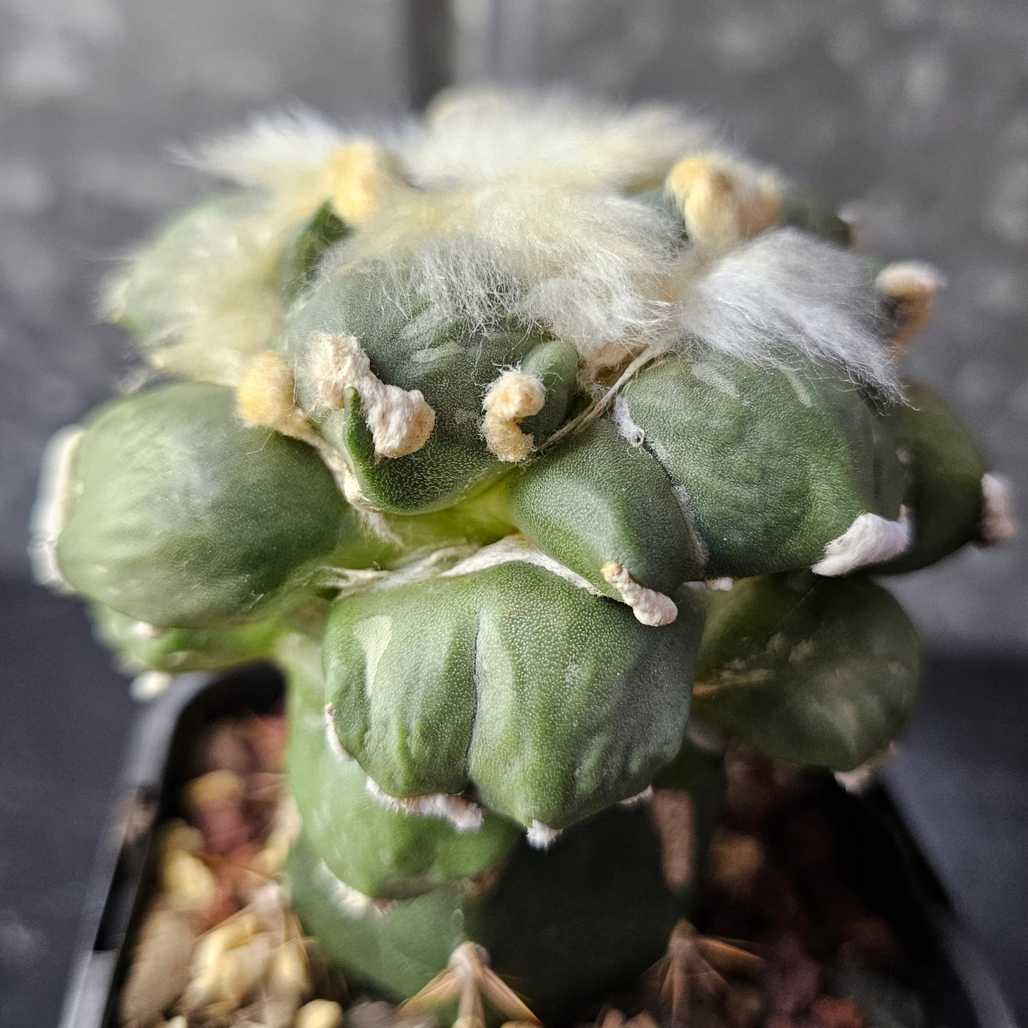 Ariocarpus cv. Maruibo × Cauliflower F2